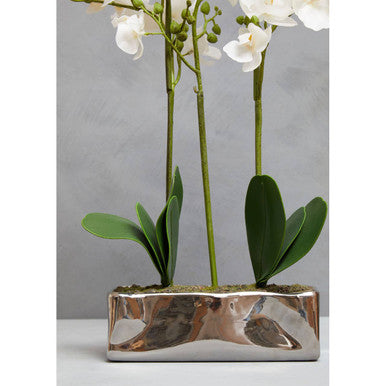 Fiori White Orchid Plant In Rectangular Pot