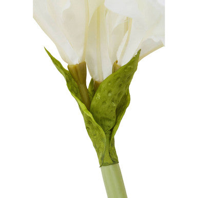 Fiori Ivory Amarylilis Flower Stem