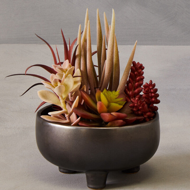 Fiori Mixed Succulents In Grey Ceramic Pot
