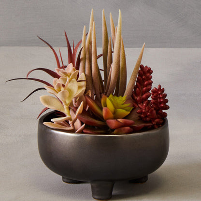 Fiori Mixed Succulents In Grey Ceramic Pot