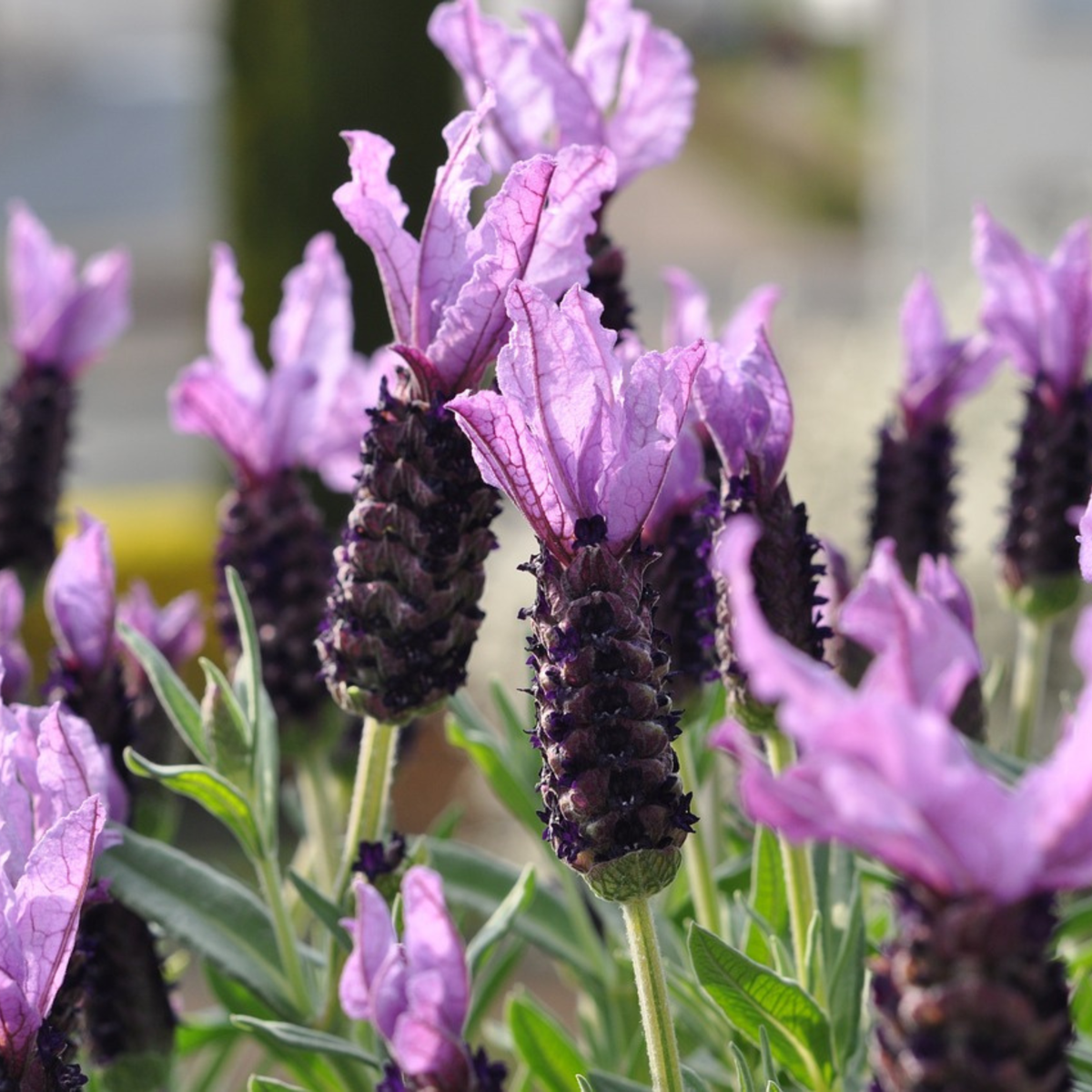 Lavender bush - Lavandula stoechas 'Anouk' - Height 25-35cm - ⌀15cm