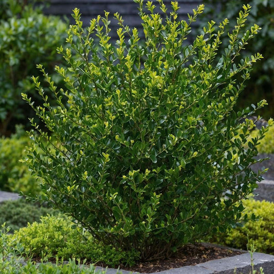 Japanese holly - 12 pcs. - Ilex crenata 'Jenny' - Height 10-20cm - ⌀9cm