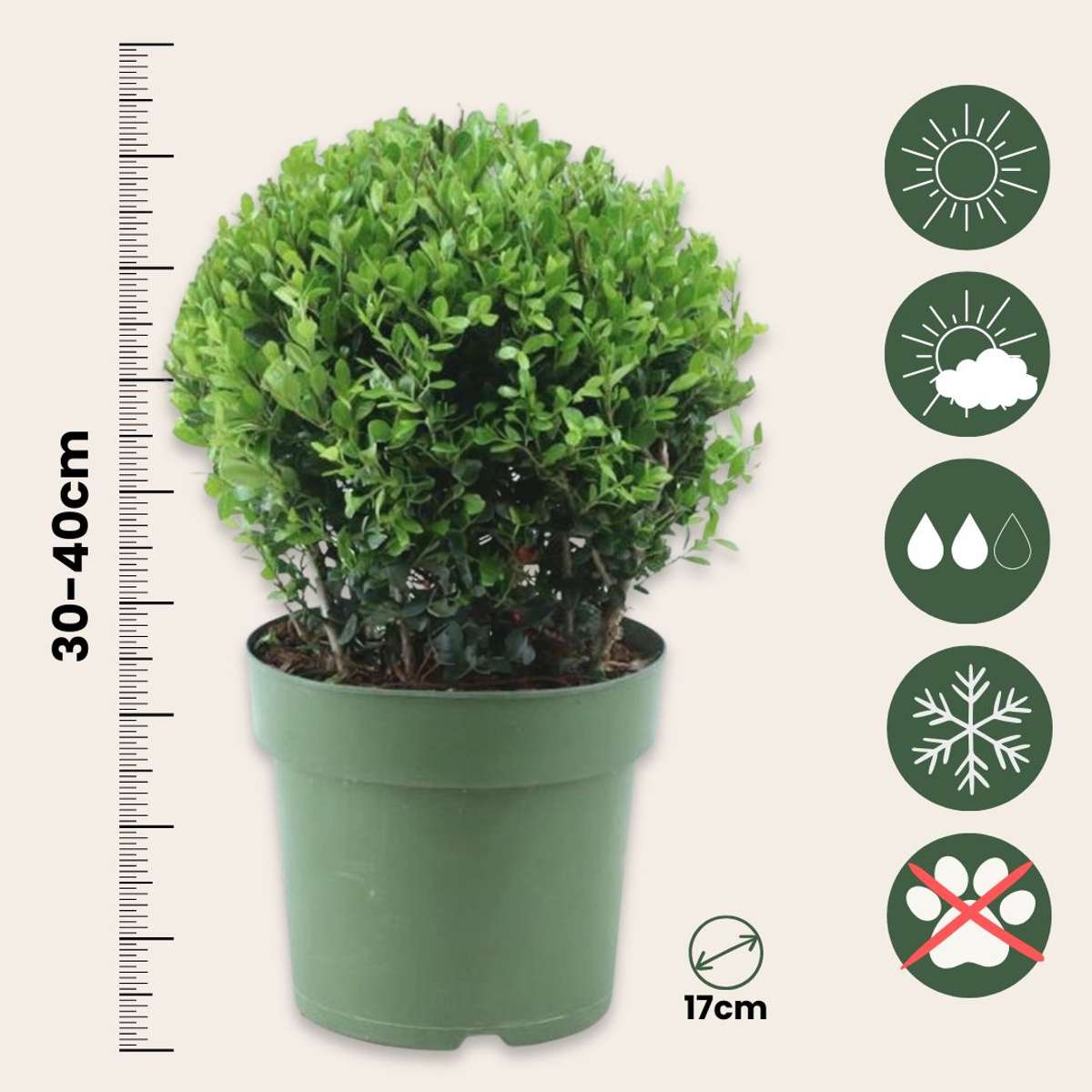 Japanese holly - 2 pcs. Ilex crenata 'Jenny' - Height 30-40cm - ⌀17cm