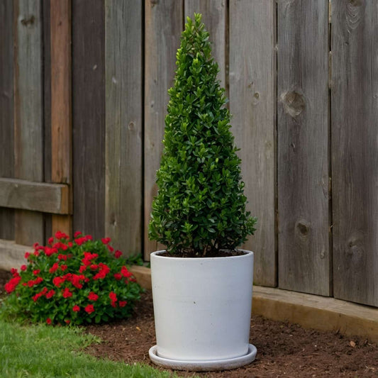 Japanese holly - 2 pcs. - Ilex crenata 'Jenny' - Height 55-65cm - ⌀21cm
