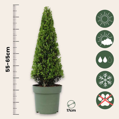 Japanese holly - Ilex crenata 'Jenny' - Height 55-65cm - ⌀21cm
