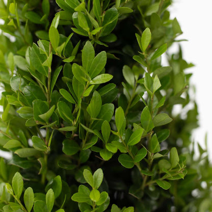 Japanese holly - 2 pcs. - Ilex crenata 'Jenny' - Height 55-65cm - ⌀21cm