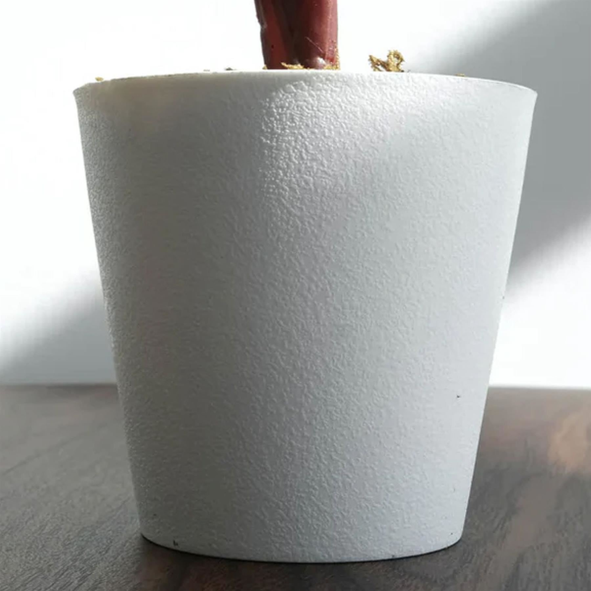 Pack of 6 x 38cm Potted Calathea Veitchiane