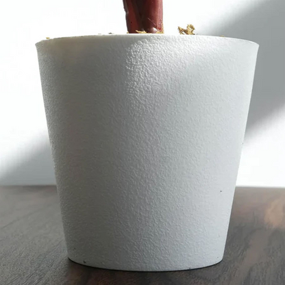 Pack of 6 x 38cm Potted Calathea Veitchiane