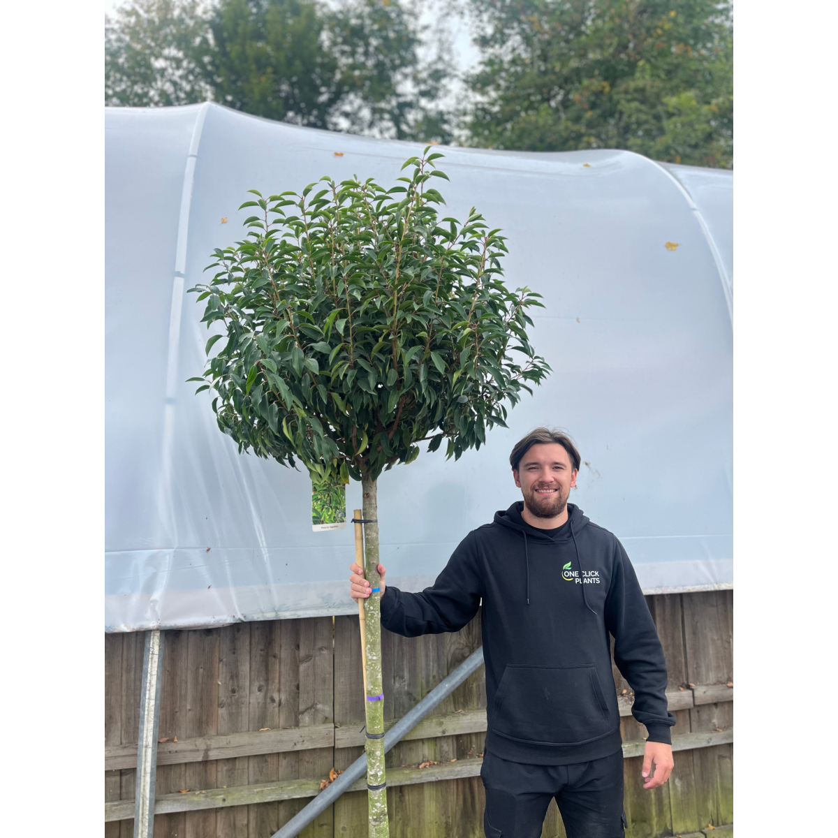 1/2 Standard Portuguese Laurel Tree 2m (stem 1.3m + head)
