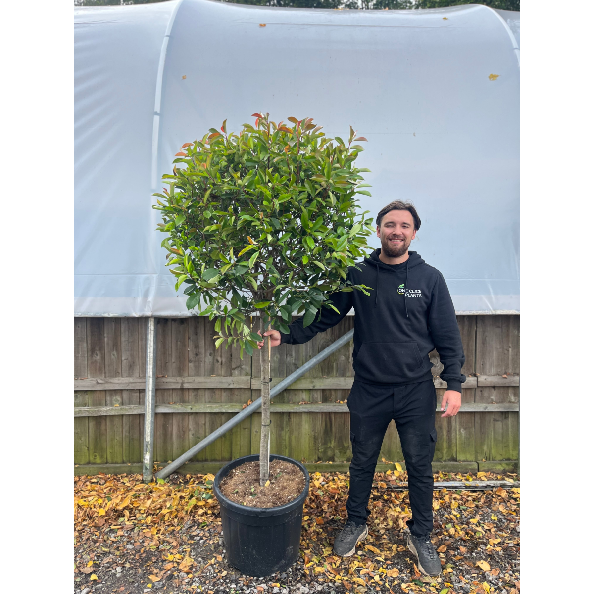 1/4 Standard Photinia Red Robin Tree 1.7m (100cm Stem, 70cm head)
