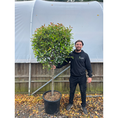 1/4 Standard Photinia Red Robin Tree 1.7m (100cm Stem, 70cm head)