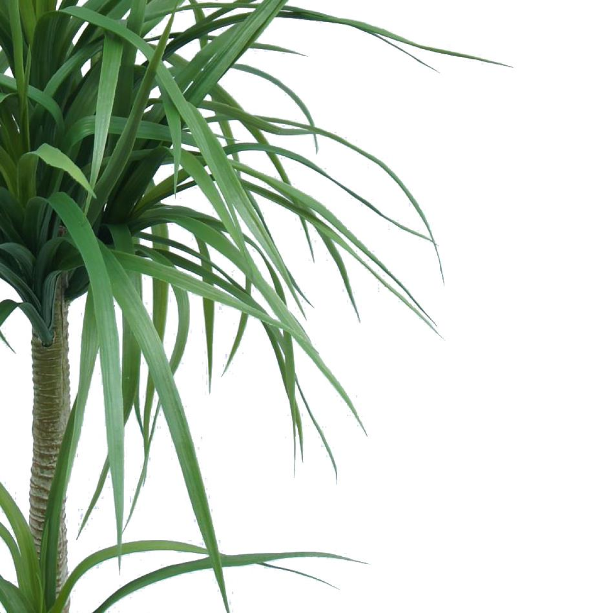 90cm Double Dracaena Plant