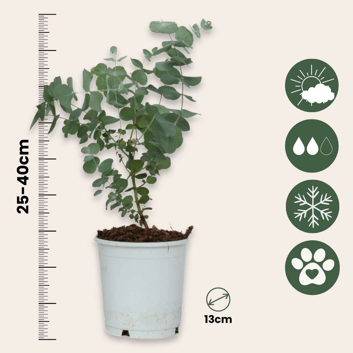 Gum bush - 2 pcs. - Eucalyptus 'Pulverulenta' - Height 25-40cm - ⌀13cm