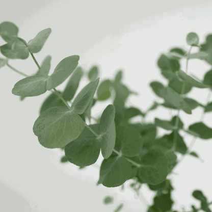 Gum bush - 4 pcs. - Eucalyptus 'Pulverulenta' - Height 25-40cm - ⌀12cm