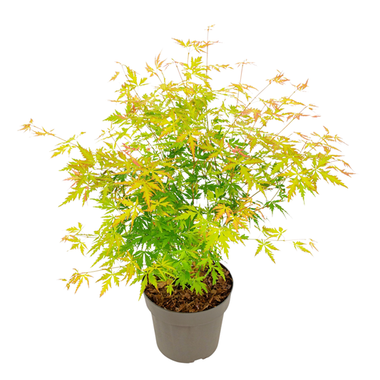 Japanese maple - Acer palmatum 'Orange Lace' - Height 60-70cm - ⌀19cm