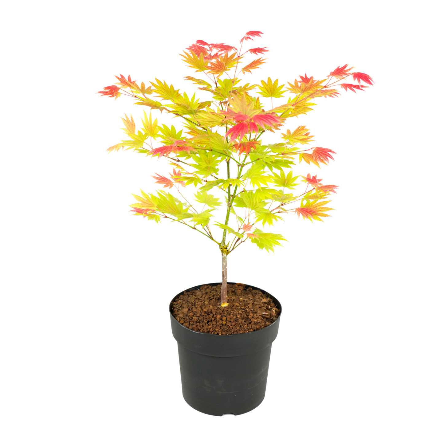 Japanese maple - Acer palmatum 'Moonrise' - Height 40-50cm - ⌀19cm