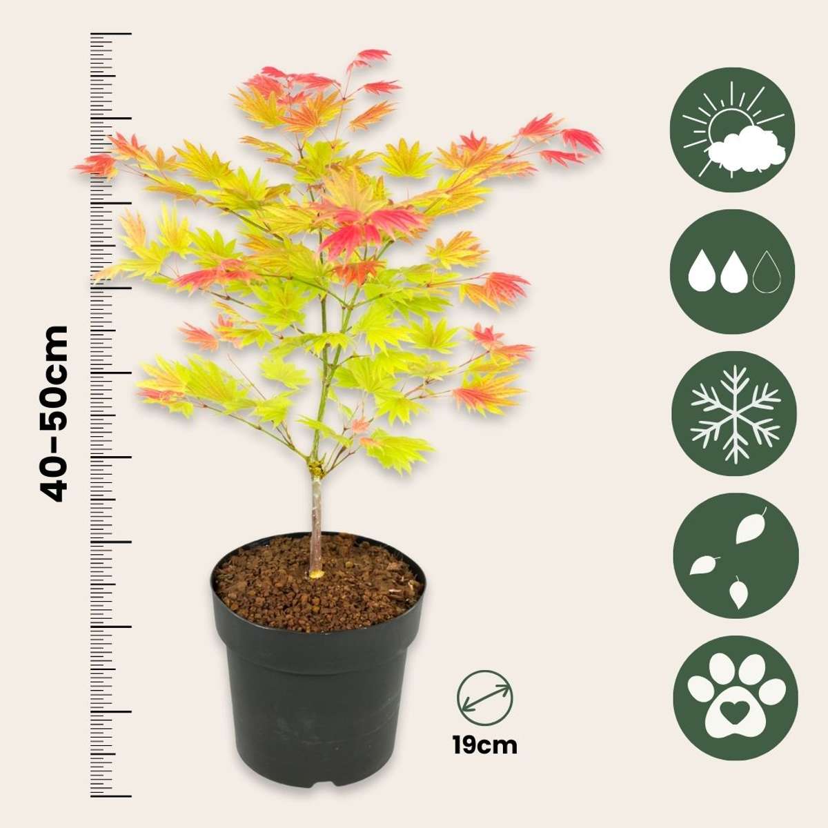 Japanese maple - Acer palmatum 'Moonrise' - Height 40-50cm - ⌀19cm