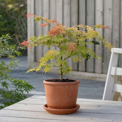 Japanese maple - 2 pcs. - Acer palmatum 'Moonrise' - Height 40-50cm - ⌀19cm