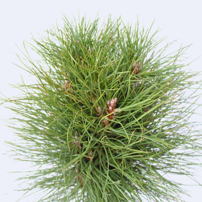 Pine - Pinus 'Summer Breeze' - Height 70-80cm - ⌀24cm