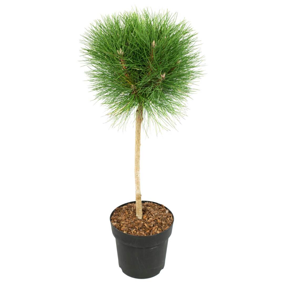 Pine - Pinus 'Summer Breeze' - Height 70-80cm - ⌀24cm