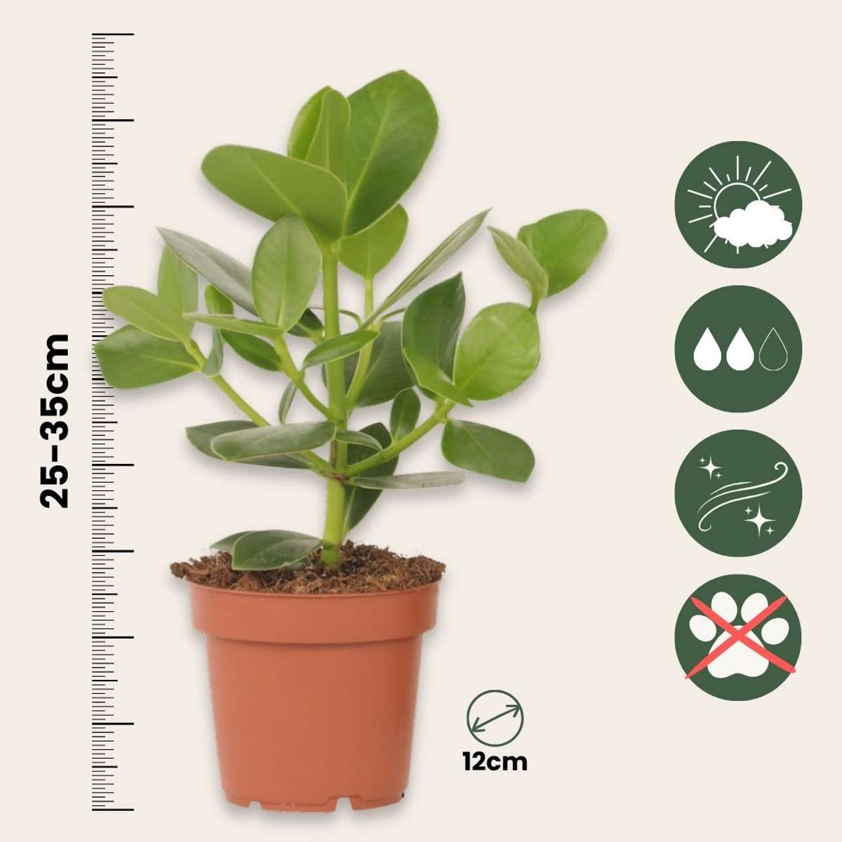 Autograph tree - Clusia rosea 'Princess' - Height 25-35cm - ⌀12cm