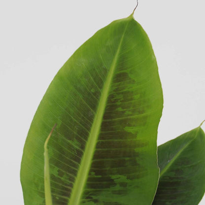 Banana Plant - 4 pcs. - Musa 'Oriental Dwarf' - Height 25-40cm - ⌀12cm