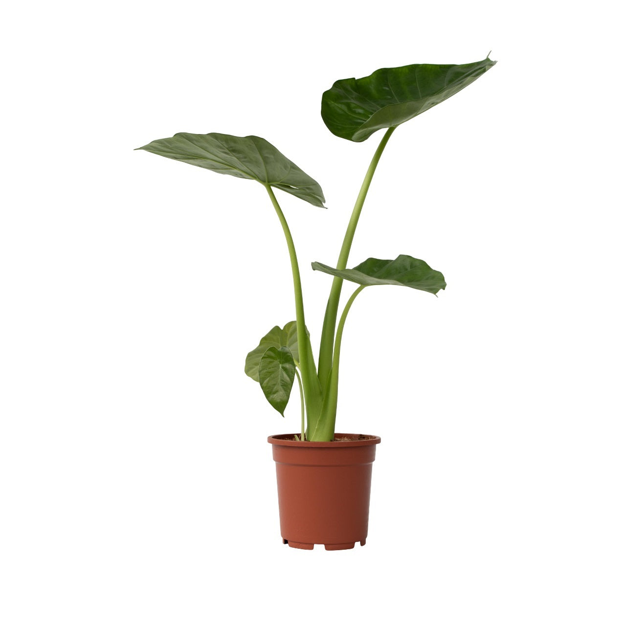 Elephant's Ear - Alocasia 'Macrorrhizos' - Height 60-70cm - ⌀17cm