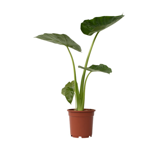 Elephant's Ear - Alocasia 'Macrorrhizos' - Height 60-70cm - ⌀17cm