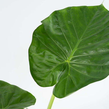 Elephant's Ear - 4 pcs. - Alocasia 'Macrorrhizos' - Height 60-70cm - ⌀17cm