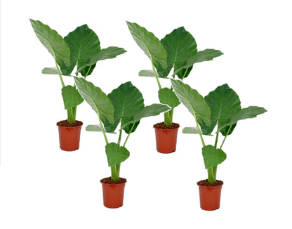 Elephant's Ear - 4 pcs. - Alocasia 'Macrorrhizos' - Height 60-70cm - ⌀17cm