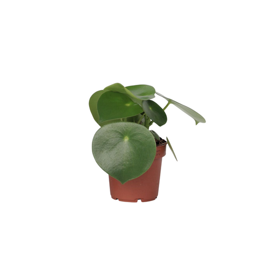 Chinese money plant - Peperomia polybotrya - Height 20-30cm - ⌀12cm