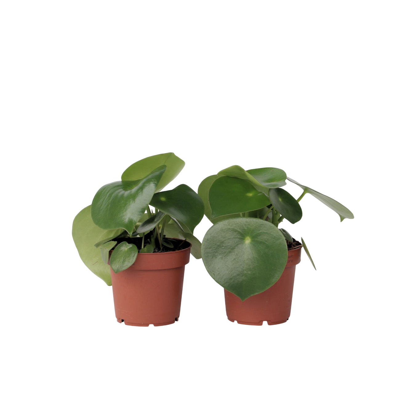 Chinese money plant - 2 pcs. - Peperomia polybotrya - Height 20-30cm - ⌀12cm