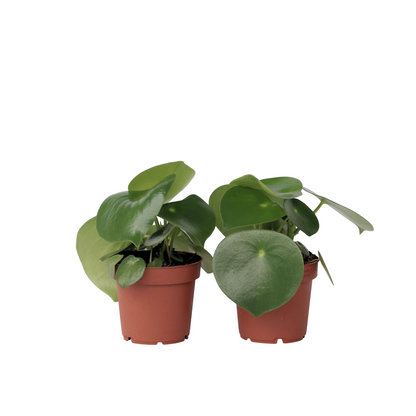 Chinese money plant - 2 pcs. - Peperomia polybotrya - Height 20-30cm - ⌀12cm