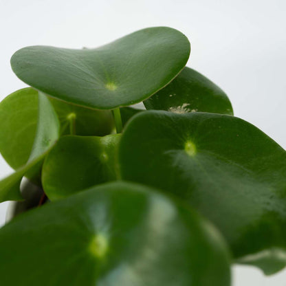 Chinese money plant - 4 pcs. - Peperomia polybotrya - Height 20-30cm - ⌀12cm