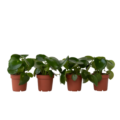 Chinese money plant - 4 pcs. - Peperomia polybotrya - Height 20-30cm - ⌀12cm