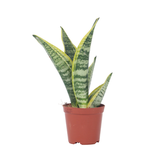 Snake plant - Sanseviera trifasciata 'Futura Superba' - Height 35-40cm - ⌀12cm