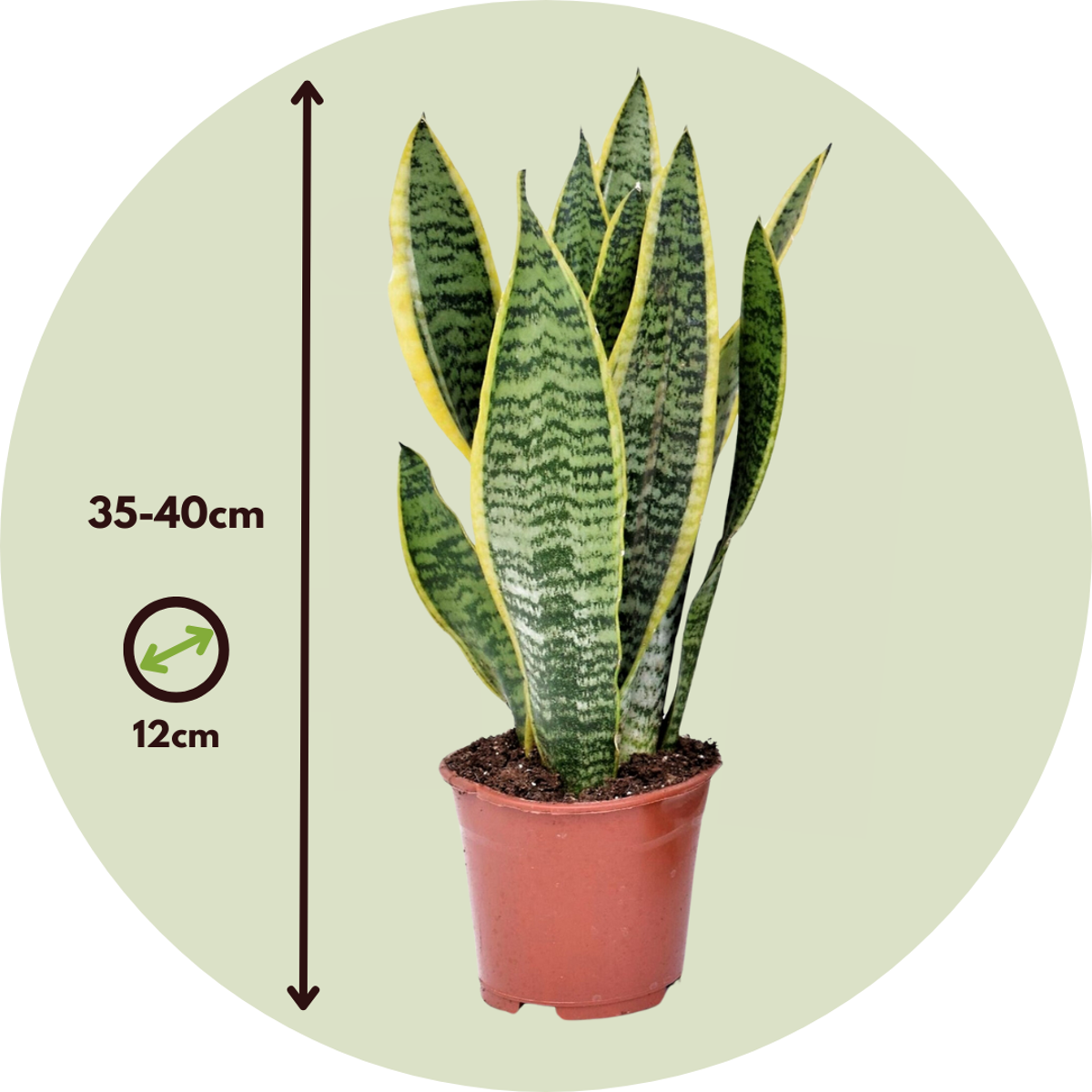 Snake plant - 4 pcs. - Sansevieria 'Futura Superba' - Height 35-40cm - ⌀12cm