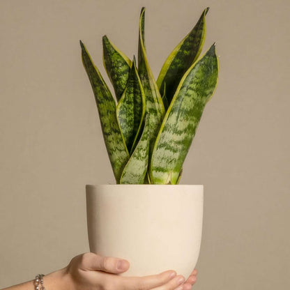 Snake plant - 3 pcs. - Sansevieria 'Futura Superba' - Height 35-40cm - ⌀12cm