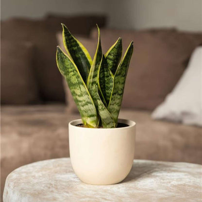 Snake plant - 4 pcs. - Sansevieria 'Futura Superba' - Height 35-40cm - ⌀12cm