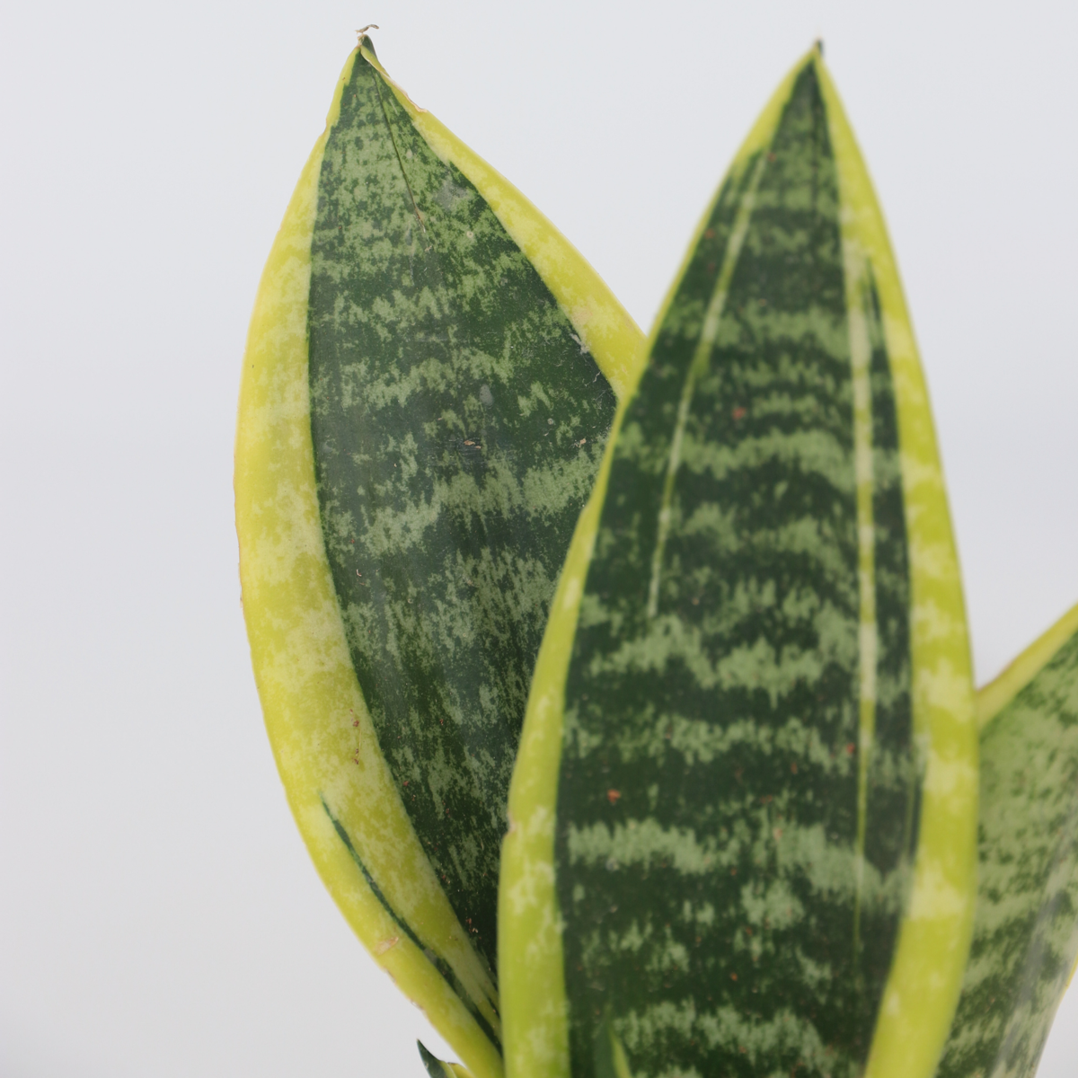 Snake plant - 4 pcs. - Sansevieria 'Futura Superba' - Height 35-40cm - ⌀12cm
