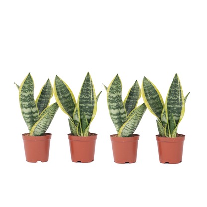 Snake plant - 4 pcs. - Sansevieria 'Futura Superba' - Height 35-40cm - ⌀12cm