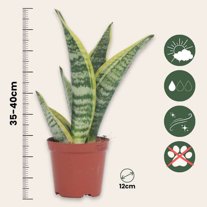 Snake plant - 4 pcs. - Sansevieria 'Futura Superba' - Height 35-40cm - ⌀12cm