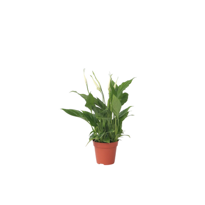Peace lilly - Spathiphyllum 'Torelli' - Height 30-45cm - ⌀12cm