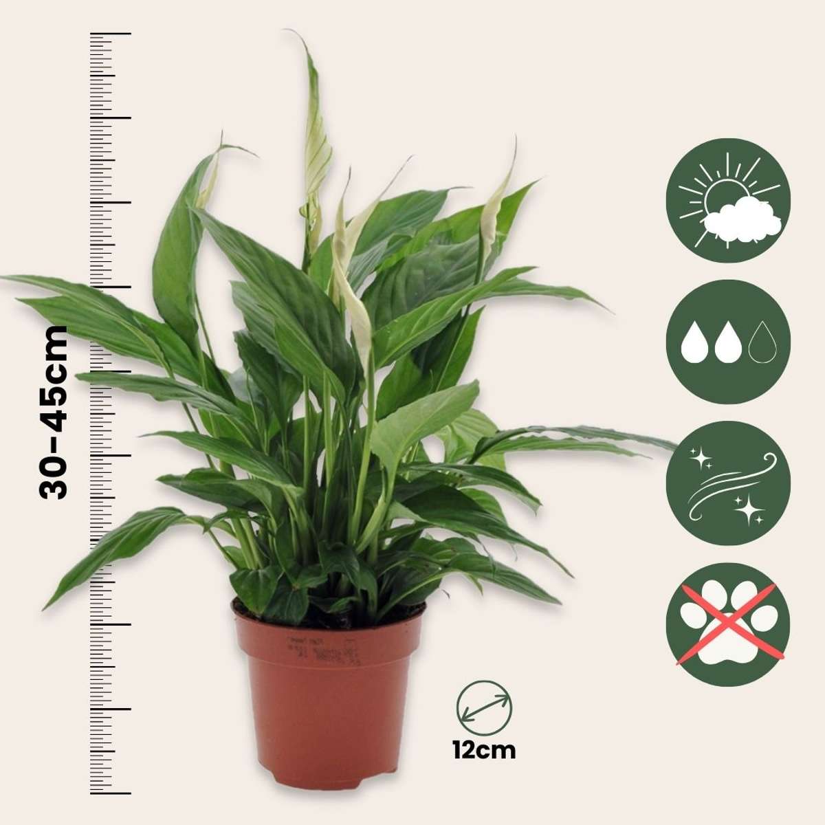 Peace lilly - Spathiphyllum 'Torelli' - Height 30-45cm - ⌀12cm