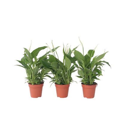 Peace lilly - 3 pcs. - Spathiphyllum 'Torelli' - Height 30-45cm - ⌀12cm