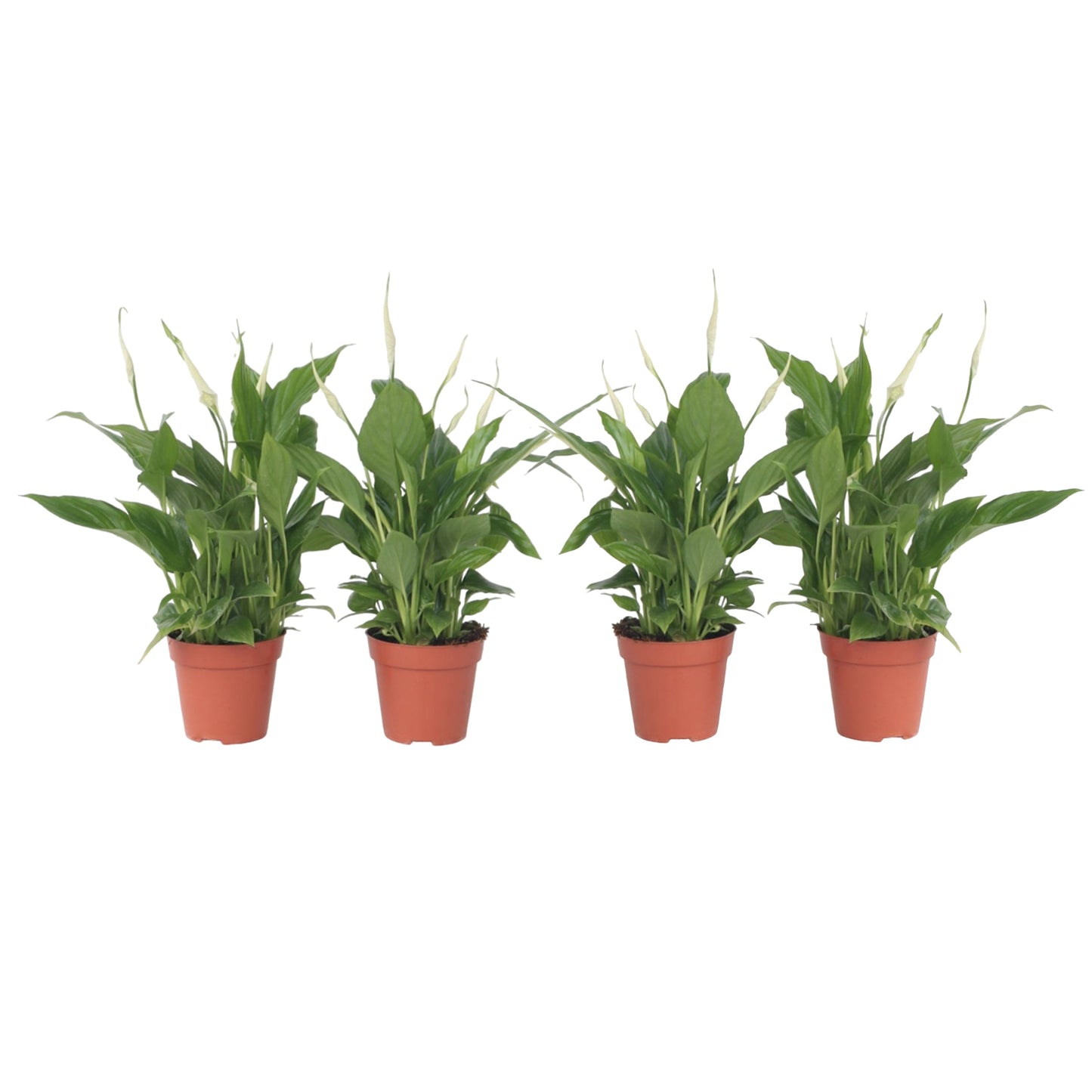 Peace lilly - 4 pcs. - Spathiphyllum 'Torelli' - Height 30-45cm - ⌀12cm