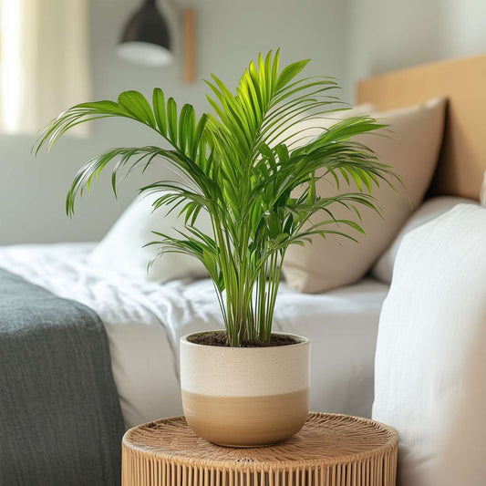 Areca palm 'Golden Cane' - Dypsis lutescens - Height 30-45cm - ⌀12cm