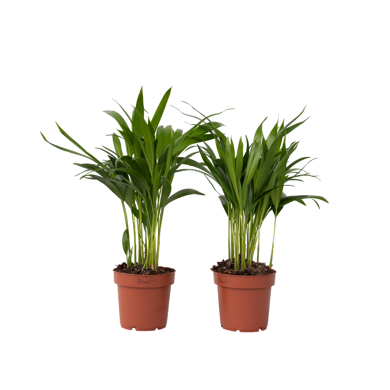 Areca palm 'Golden Cane' - 2 pcs. - Dypsis lutescens - Height 30-45cm - ⌀12cm