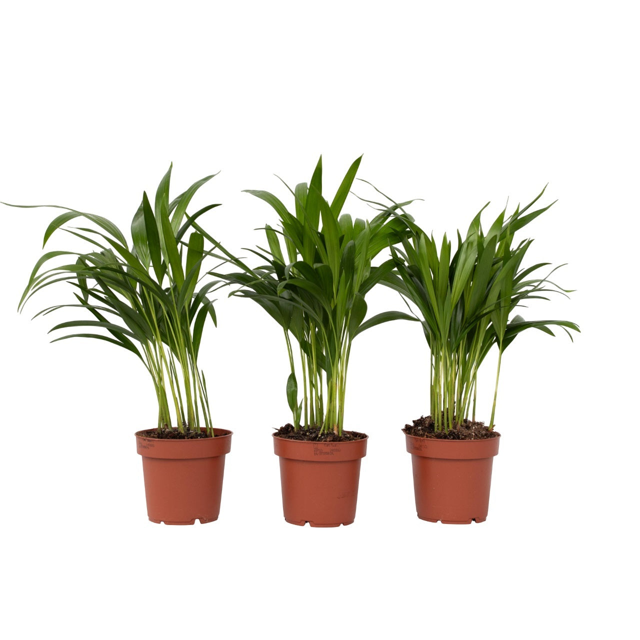 Areca palm 'Golden Cane' - 3 pcs. - Dypsis lutescens - Height 30-45cm - ⌀12cm