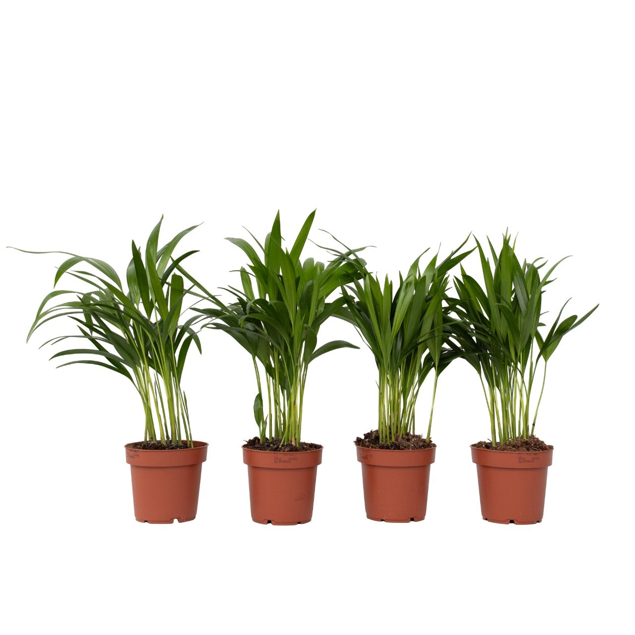 Areca palm 'Golden Cane' - 4 pcs. - Dypsis lutescens - Height 30-45cm - ⌀12cm